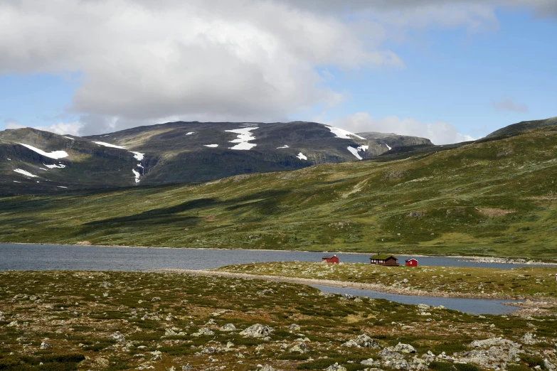 cows walk through the field in the mountains