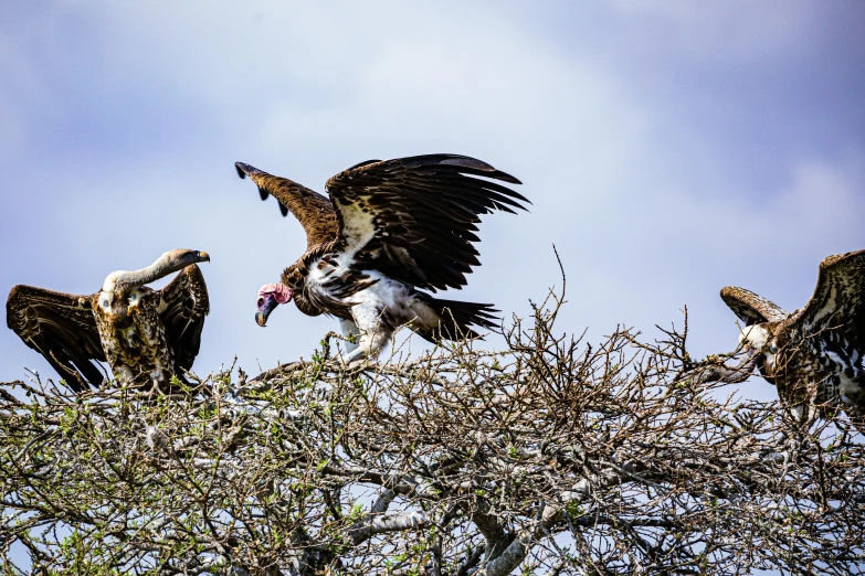 several large birds perched on top of a tree