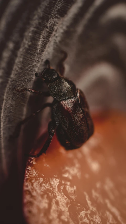 a black beetle is sitting on someone's arm