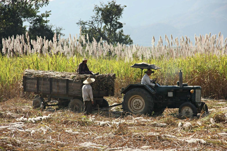 an asian farmer is loading a load onto a cart while two other farmers in the background stand on a farm