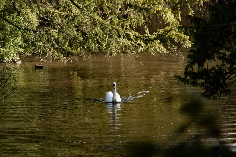 a swan swimming in the water with some other ducks around