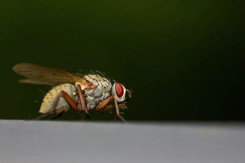 the fruit fly is laying on a white surface