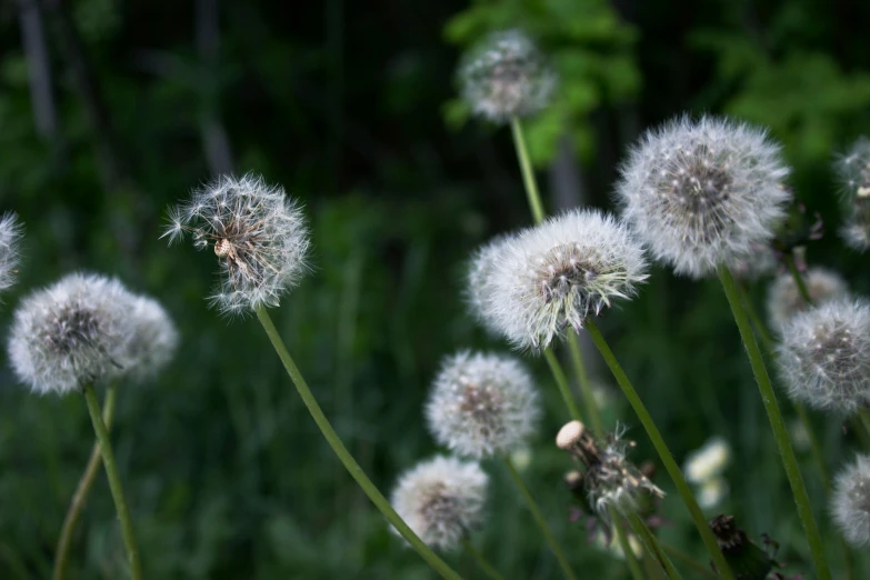 a dandelion field with green plants in the background