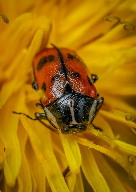a small orange bug on the middle of a yellow flower