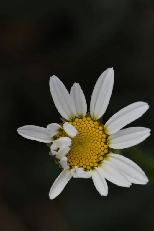 a close - up view of an odd white flower