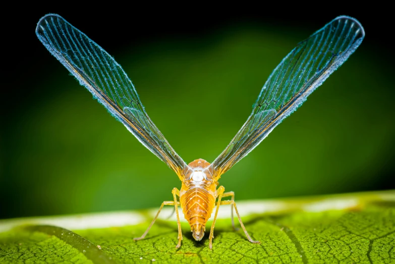 a close up s of the wings of a dragon fly