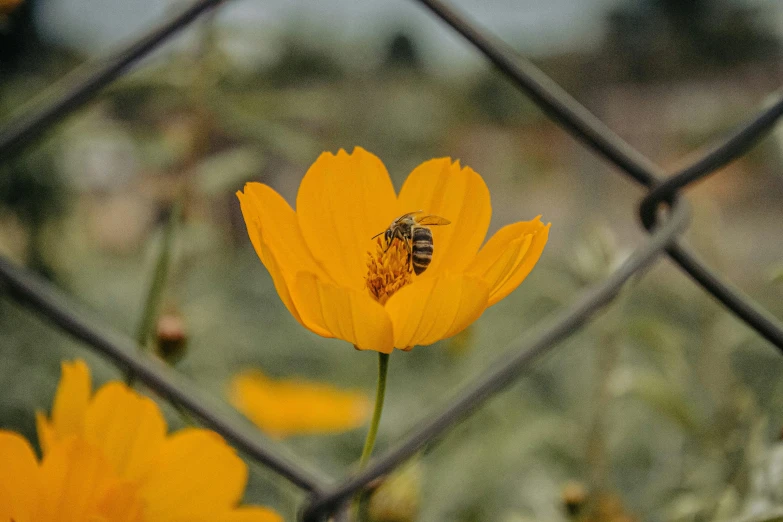 a bee on a yellow flower behind a chain link fence