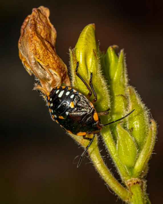 a bug that is sitting on a flower bud