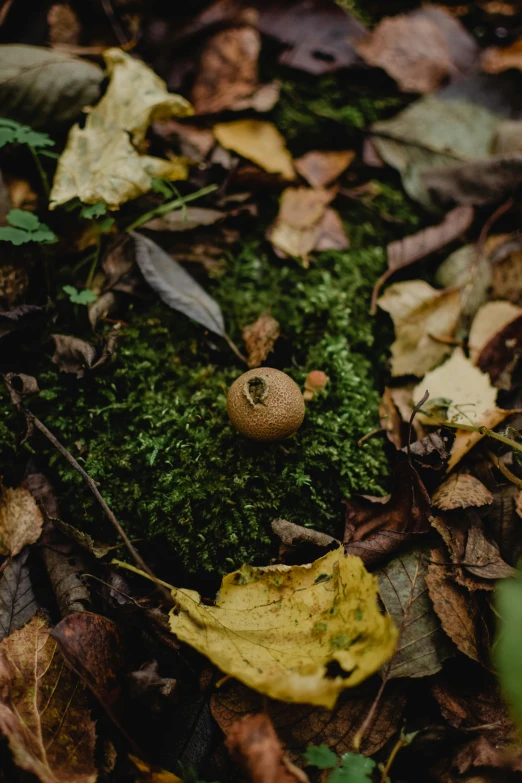 an insect is hiding amongst the leaves