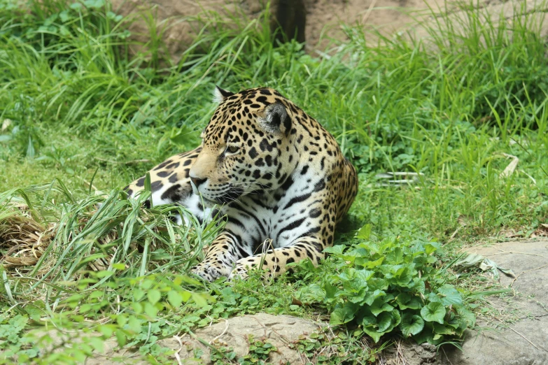 a big cat sitting in a lush green field