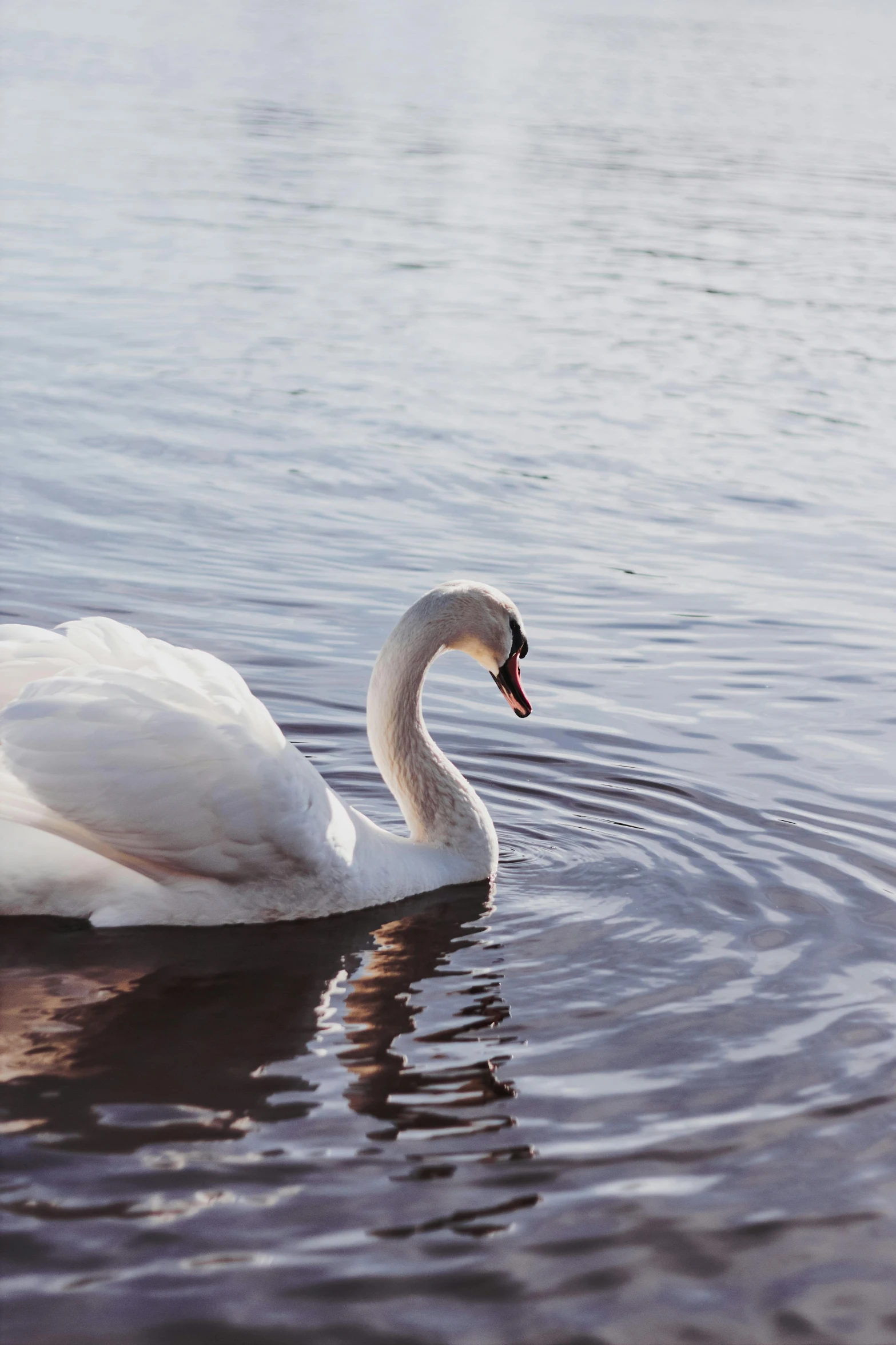 a swan floating on top of a lake next to water