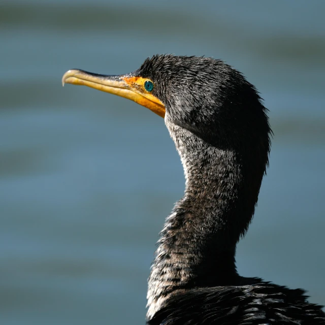 the black and yellow beak of a duck