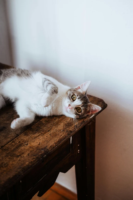 a cat that is laying down on a wooden table