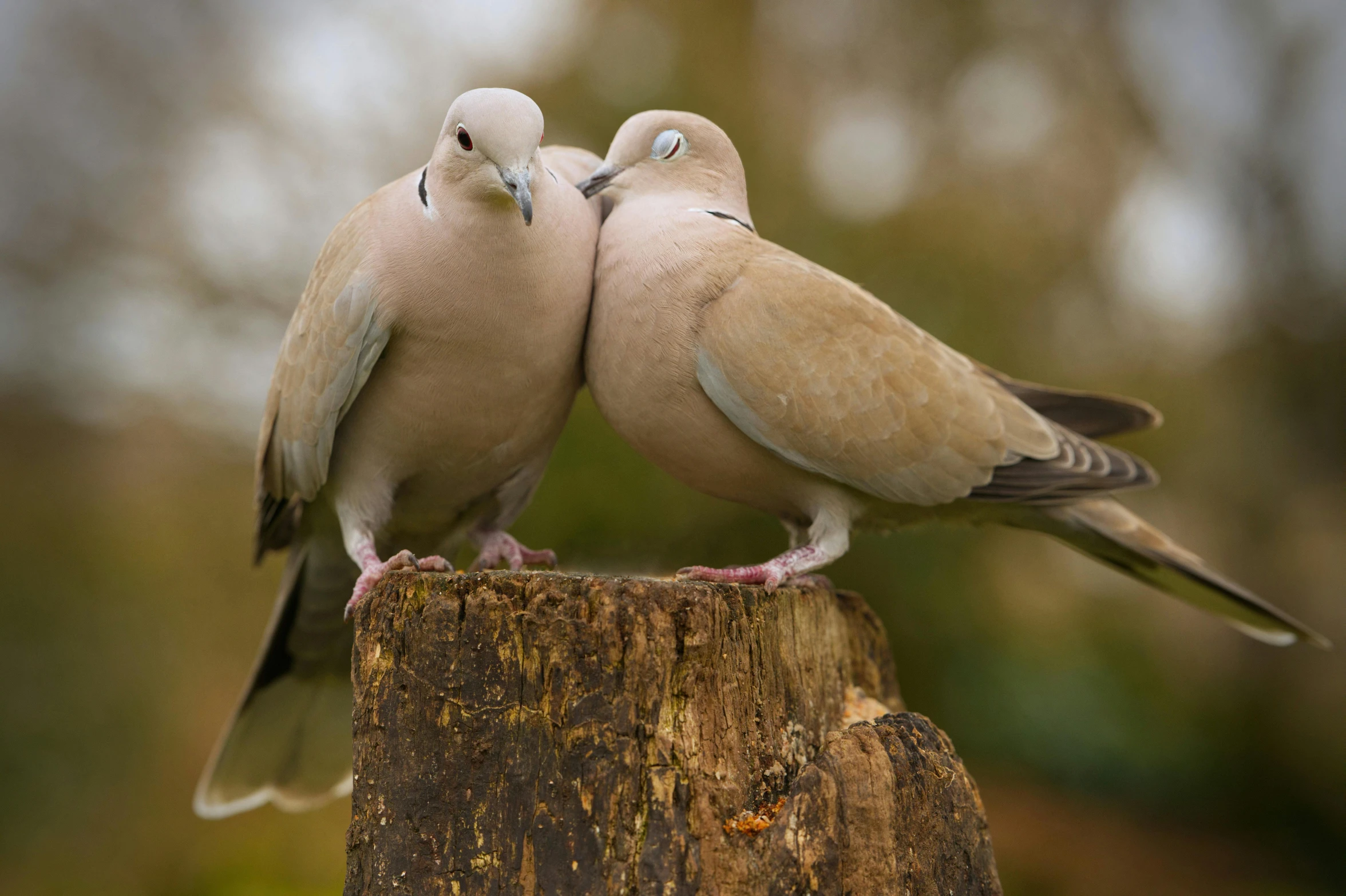 two birds perched on top of each other near each other