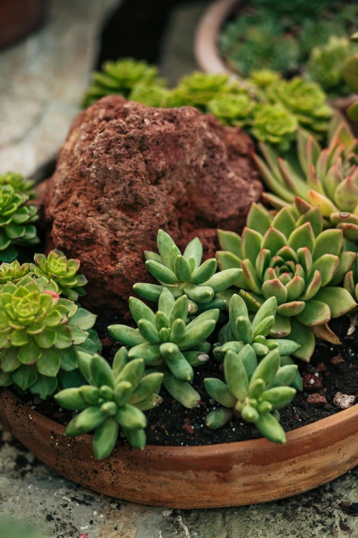 a wooden bowl filled with lots of plants