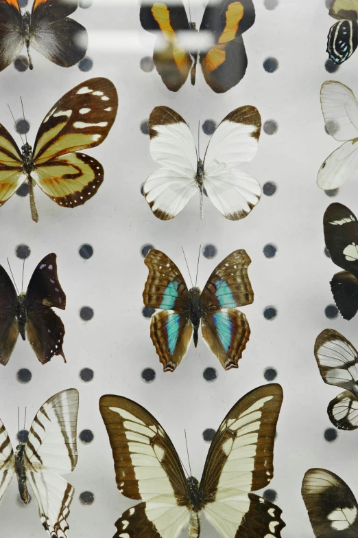 some kind of insect specimens are displayed in a glass box