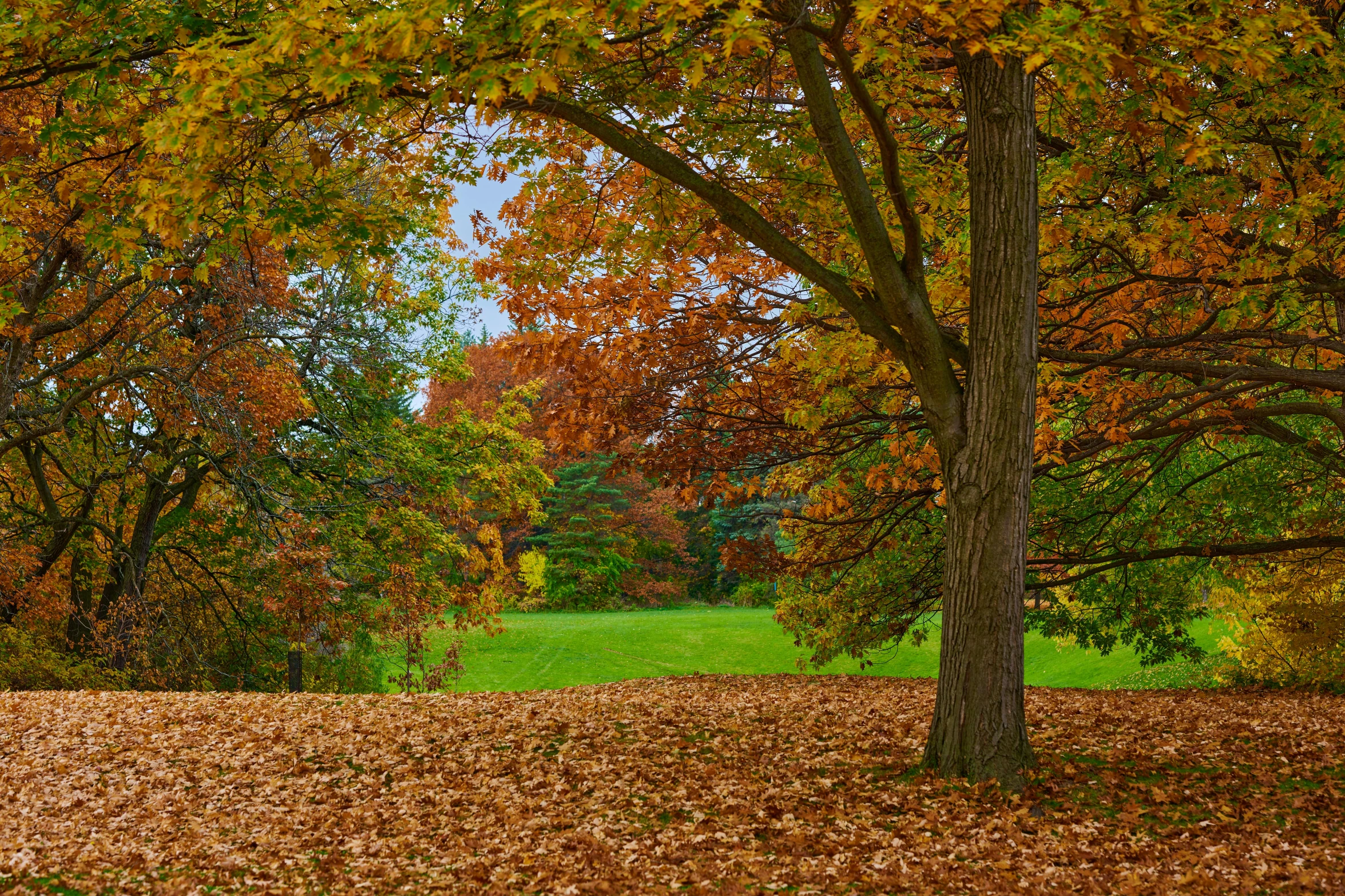 a park bench with colorful trees lining it