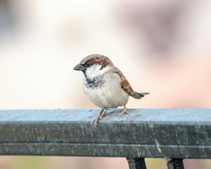 small bird standing on a blue bench outside