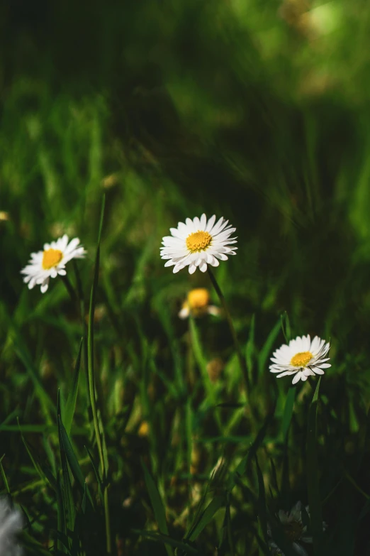 white daisies are scattered together in the grass