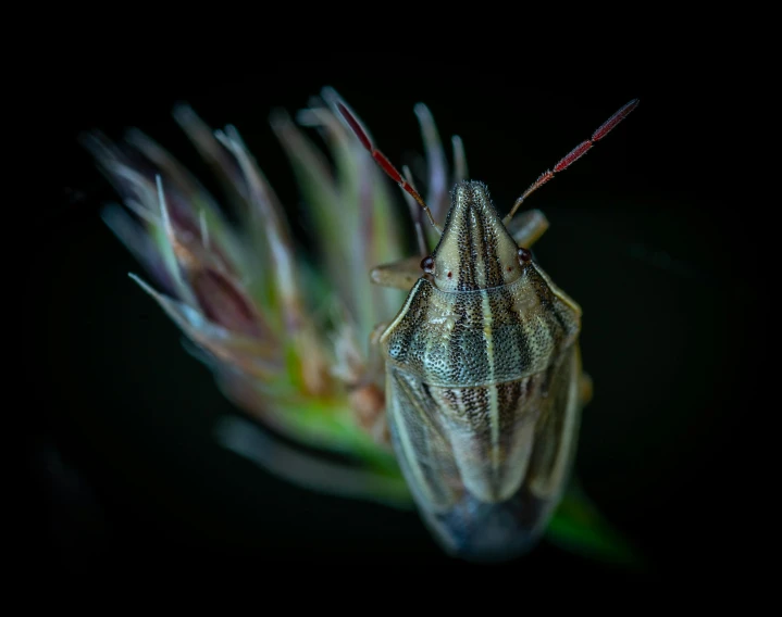 an insect on a flower with its mouth open