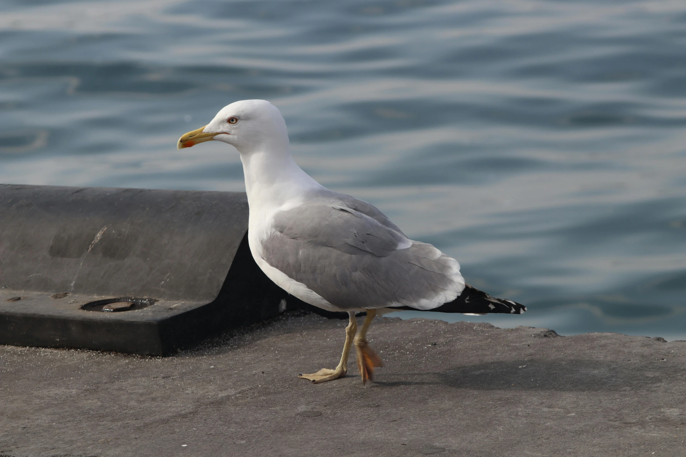 the small bird is standing by the water