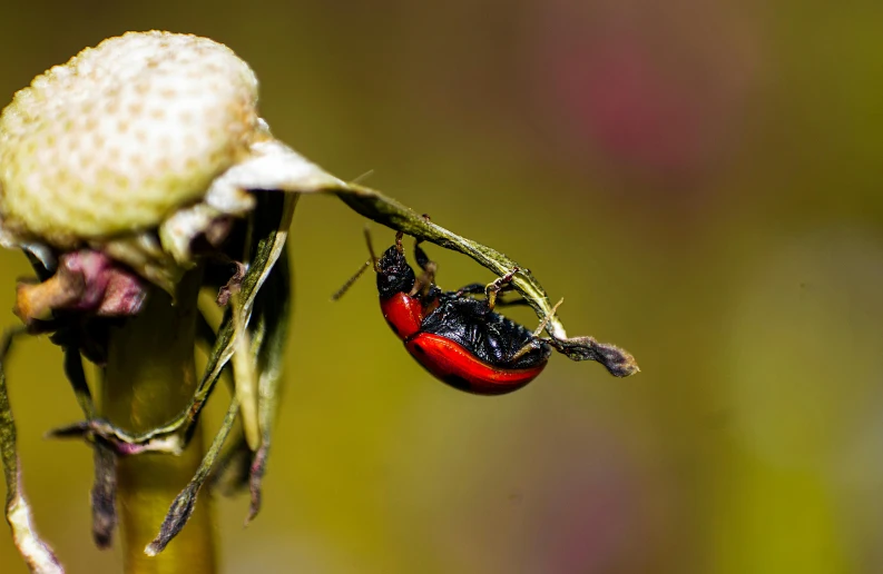 a spider is on a flower with a fly nearby