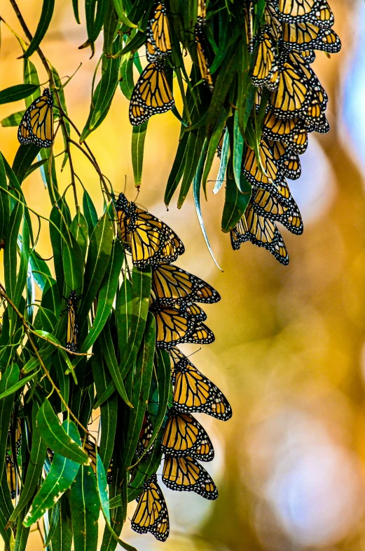 a bunch of yellow monarch erflies on a green leafy tree