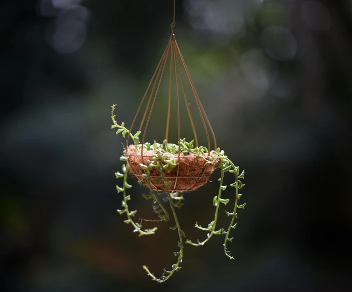 small plant hanging upside down on a rod