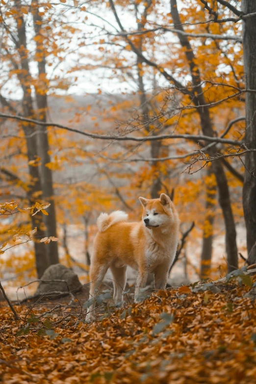 a white and brown dog is standing by trees