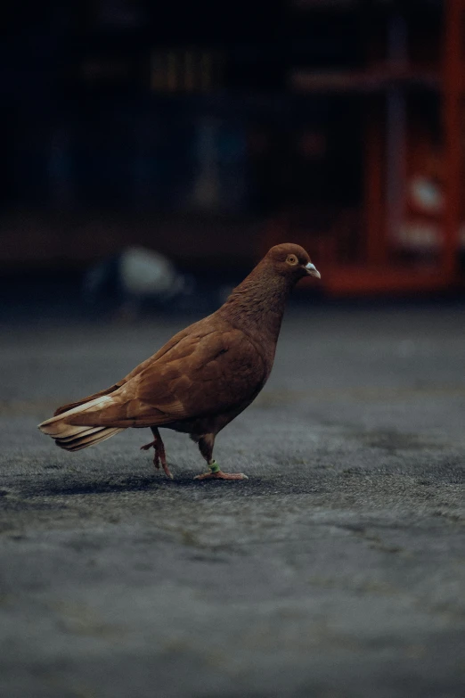 a small bird standing on top of a street