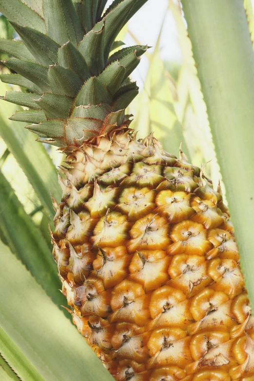 a pineapple is pictured growing in the tree