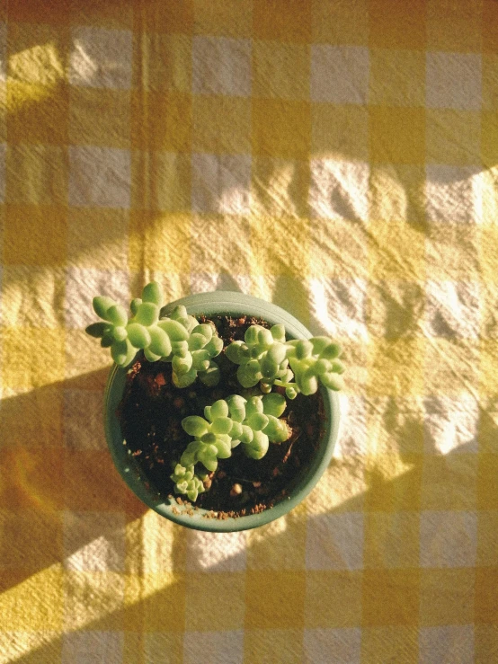 small plant sitting in green pot on the table