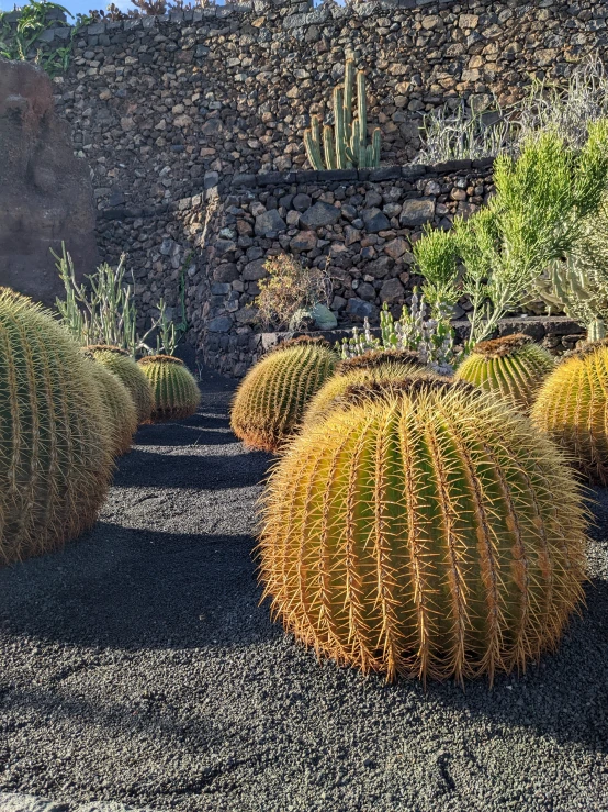 cactus plants are growing in the gravel with a stone wall behind them