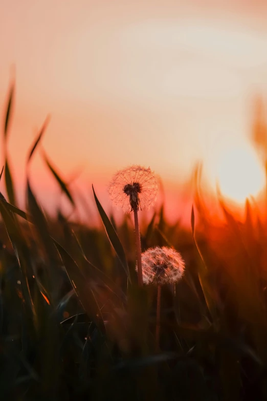 a couple of flowers that are in the grass