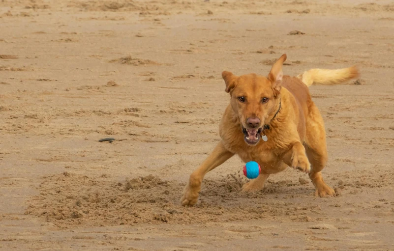 a dog is running with a ball in his mouth