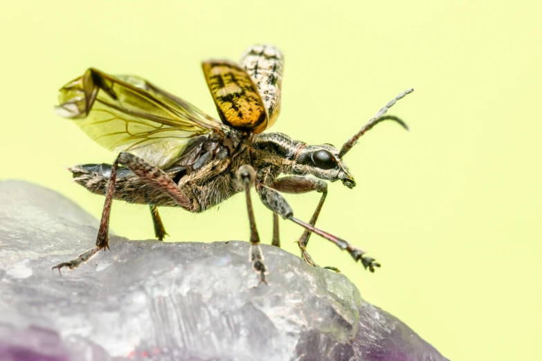 the two flies are standing on the rock