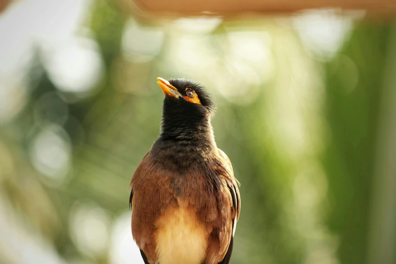 the bird has orange tipped beaks and stands on a table