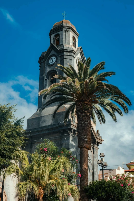 a palm tree and clock on an old building