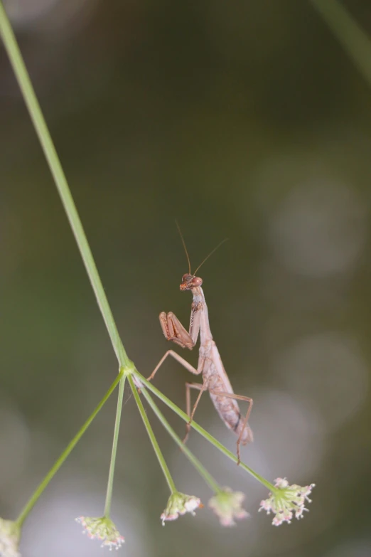 there is a large insect that is sitting on the nch