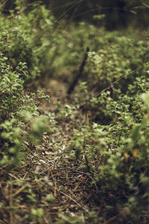 a blurry po of a road near a forest