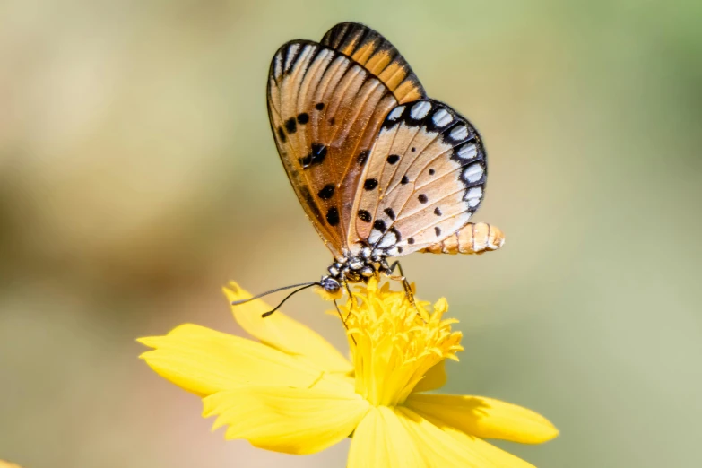 a erfly sitting on top of a flower