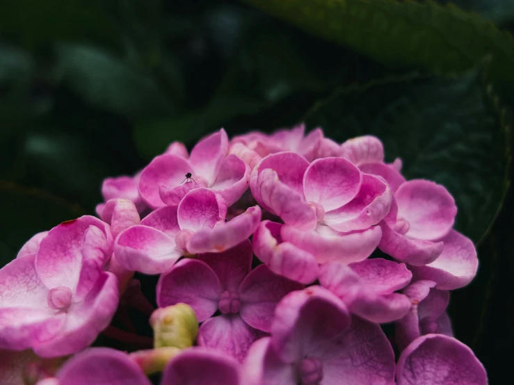 this po is of a bright pink flower