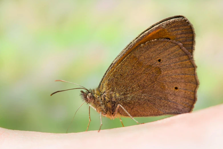 the large brown erfly sits on top of a woman's arm