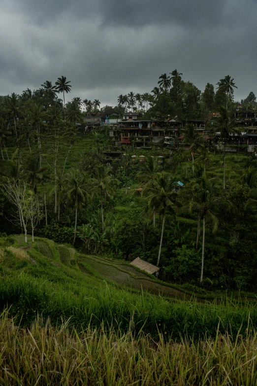 view over trees, from a grassy hill