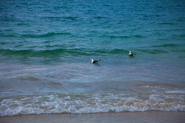 three birds are in the water by the shore