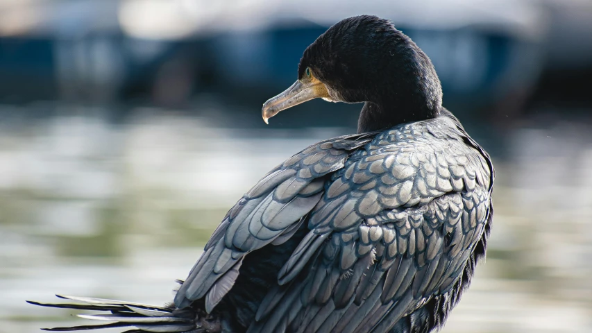 a black bird sits on the edge of water