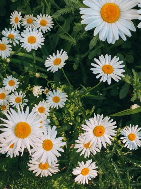 the white flowers are blooming in the green grass