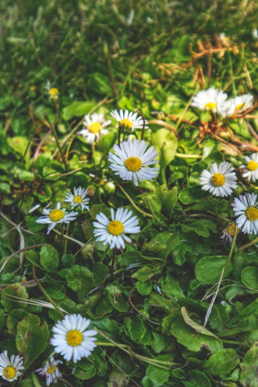 daisies grow in the grass by itself