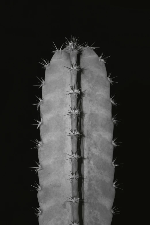 a close up of the side view of a cactus with spikes