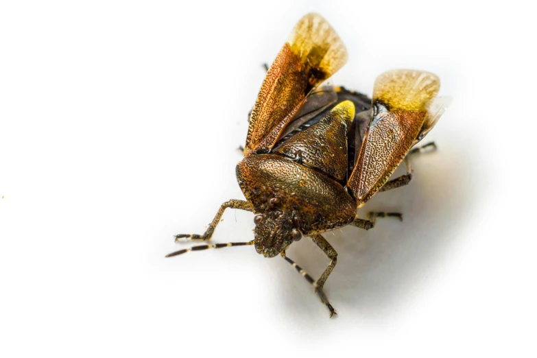 close up po of a brown insect on a white background